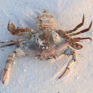 Meet your Posher, Elissa